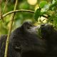 cheap-gorilla-trekking-safaris-in-uganda-what-you-need-to-know