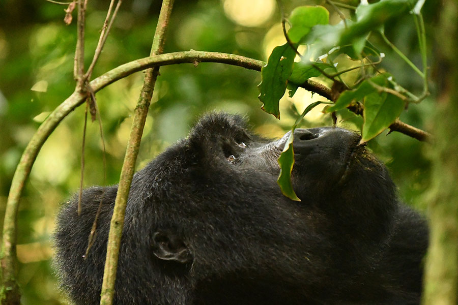 cheap-gorilla-trekking-safaris-in-uganda-what-you-need-to-know