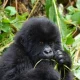 2-day-gorilla-trekking-safari-from-kigali-to-mgahinga