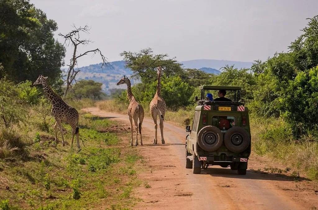 best-safari-parks-in-uganda-and-rwanda-for-photography-lovers