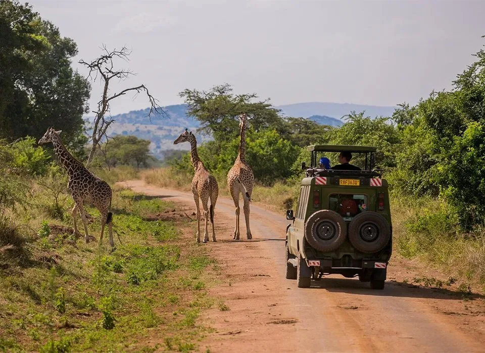 best-safari-parks-in-uganda-and-rwanda-for-photography-lovers