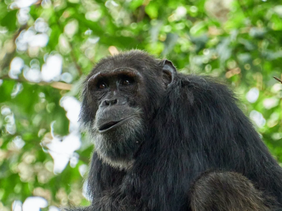 best-time-for-chimpanzee-trekking-in-budongo-forest