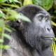 budget-gorilla-trekking-safaris-in-uganda
