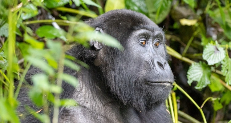 budget-gorilla-trekking-safaris-in-uganda