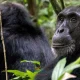 chimpanzee-tracking-in-nyungwe-forest-national-park