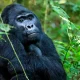 how-far-is-bwindi-impenetrable-national-park-from-kigali