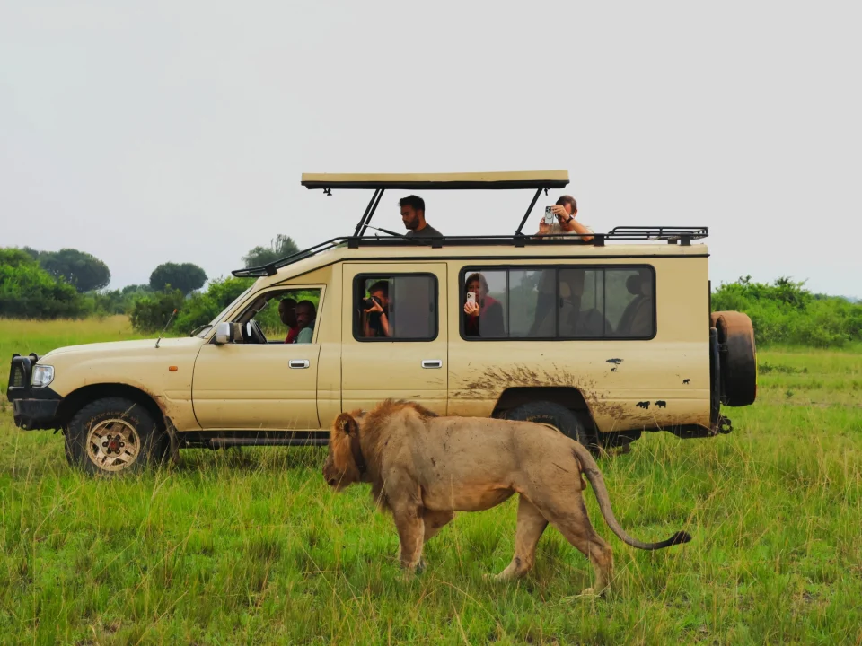 top-cross-border-safari-packages-from-kigali-to-uganda