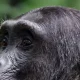 8-days-uganda-wildlife-and-chimpanzee-trekking-safari