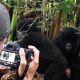 why-combine-uganda-and-rwanda-for-your-next-african-safari