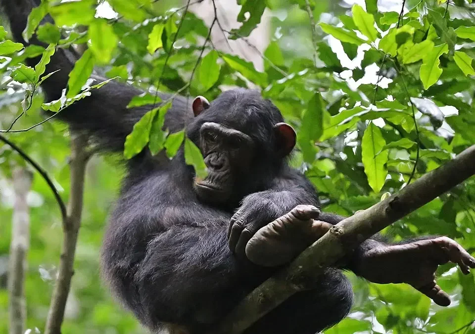 chimpanzees-and-big-game-safari-in-uganda