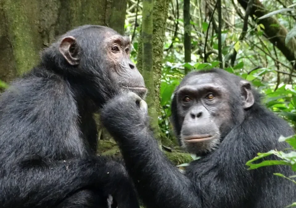 how-difficult-is-chimpanzee-tracking-in-uganda