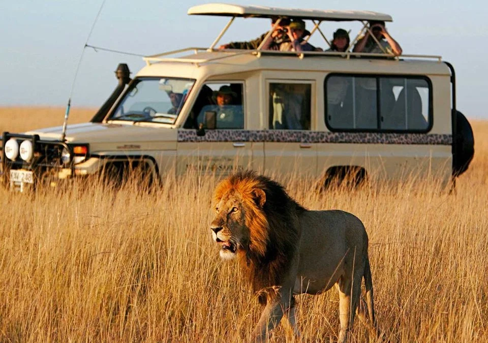 what-to-expect-on-your-first-african-safari-in-uganda-and-rwanda