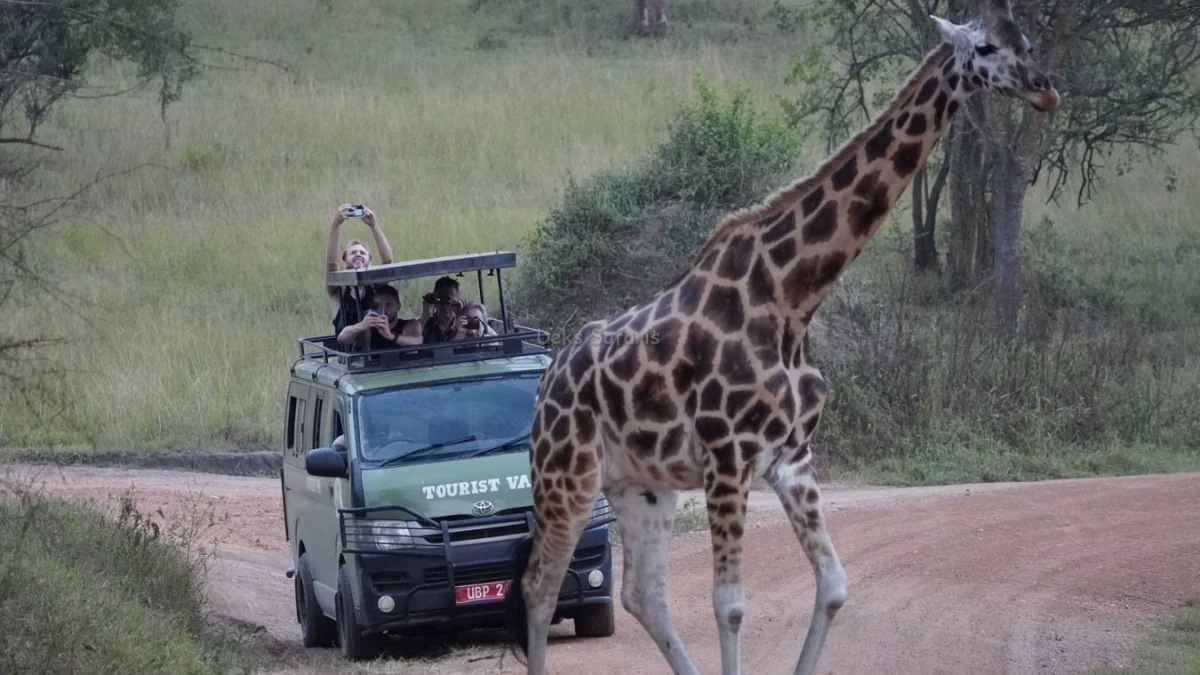 budget-vs-luxury-uganda-safaris-from-kigali