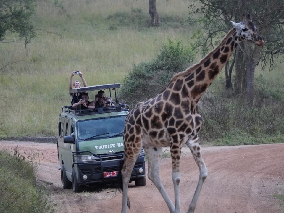 the-best-wildlife-safari-route-across-uganda-and-rwanda