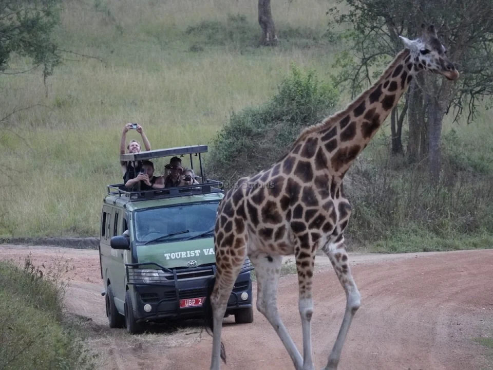 budget-vs-luxury-uganda-safaris-from-kigali
