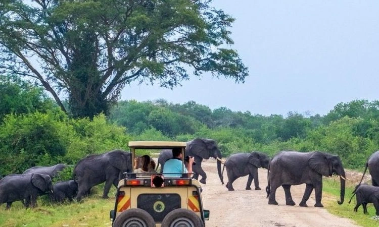 top-10-animals-you-can-see-on-game-drives-in-uganda