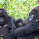 kigali-to-bwindi-gorilla-safaris-the-most-scenic-route-explained