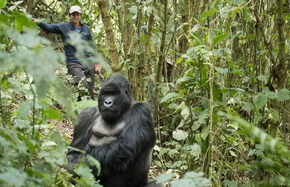 2-day-gorilla-trekking-safari-from-kigali-to-bwindi