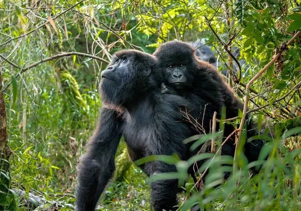 african-bucket-list-safari-gorillas-and-the-great-migration