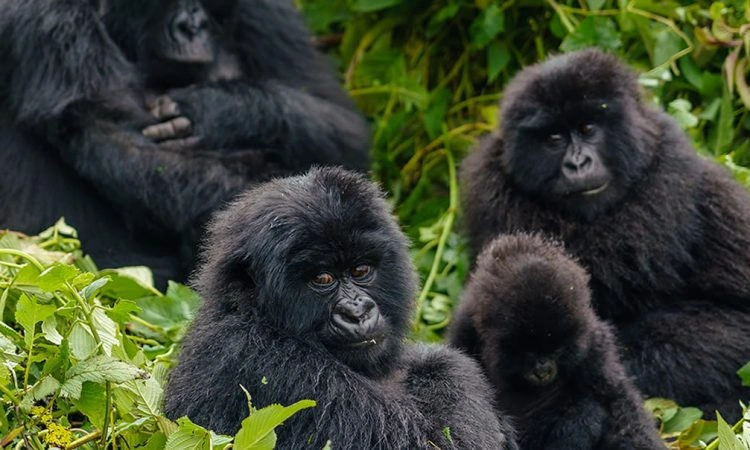 uganda-gorillas-and-serengeti-migration-safari-guide