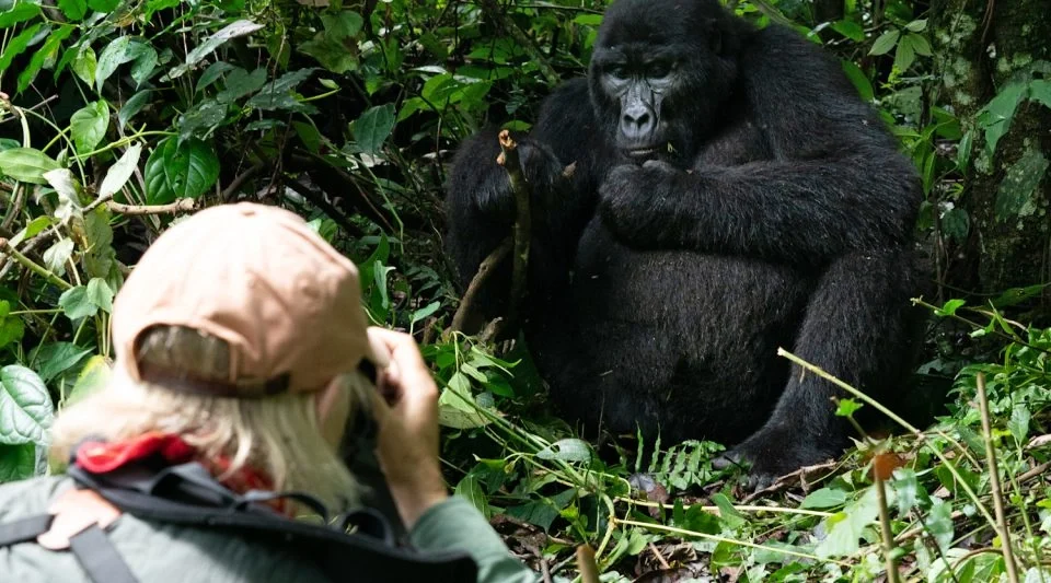 gorilla-trekking-in-bwindis-rushaga-sector-from-kigali