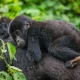 5-day-gorilla-trekking-safari-from-kigali-to-uganda