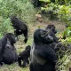 short-uganda-gorilla-safaris-from-kigali