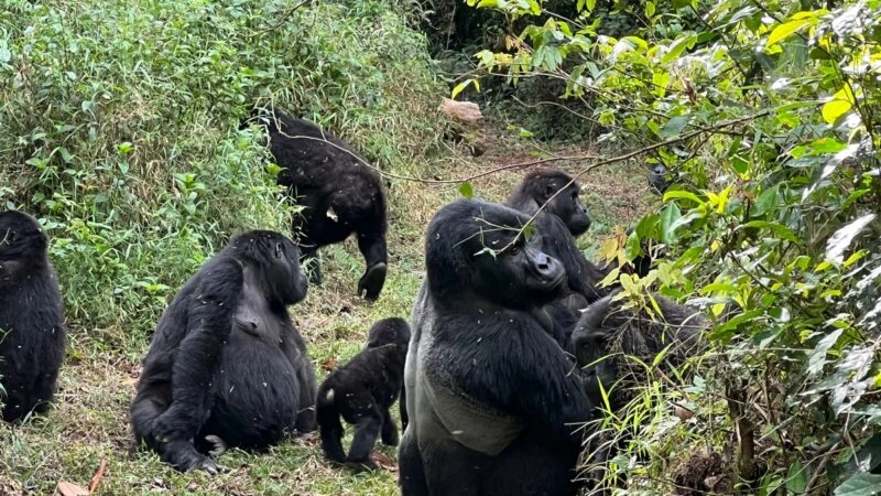 short-uganda-gorilla-safaris-from-kigali