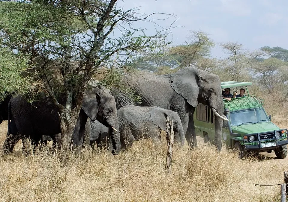 best-safari-experiences-in-uganda