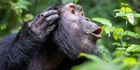 luxury-uganda-safaris-starting-in-kigali