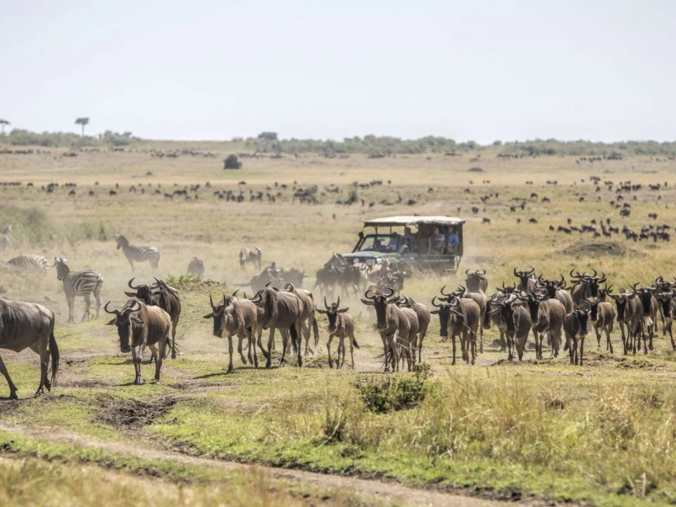 adventure-safari-from-gorilla-habituation-to-wildebeest-migration