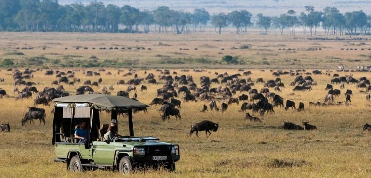 explore-uganda-tanzania-gorilla-trekking-meets-the-great-migration