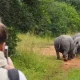 how-much-does-it-cost-to-go-for-a-safari-in-uganda