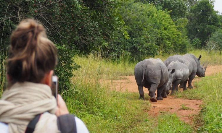 tracking-rhinos-in-uganda