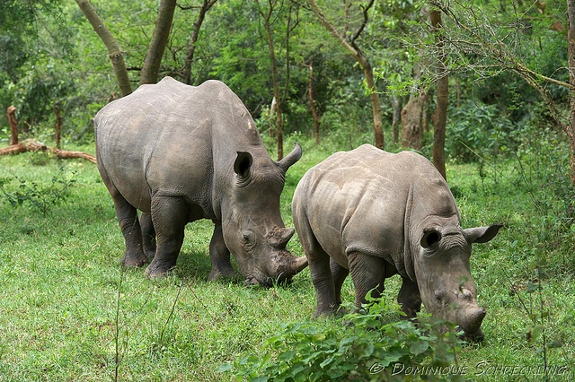 rhino-tracking-in-kidepo-valley-national-park