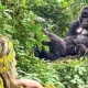 how-to-save-money-on-gorilla-safaris-in-uganda-and-rwanda