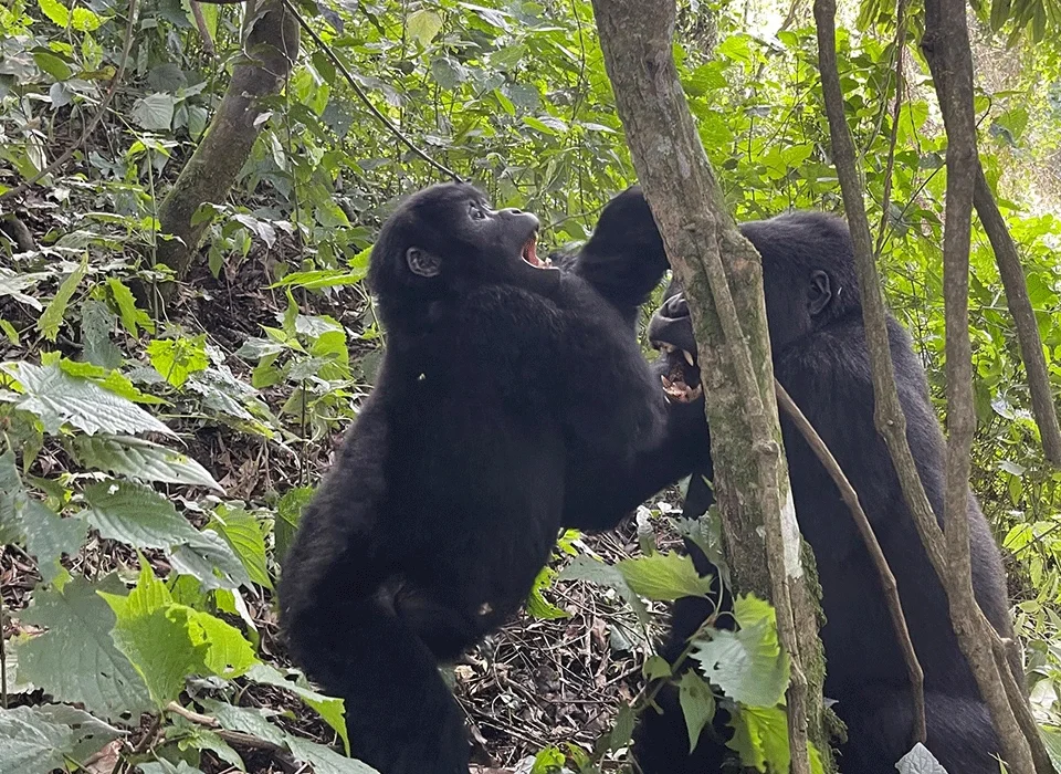 affordable-safari-transfers-from-kigali-to-uganda-gorilla-parks