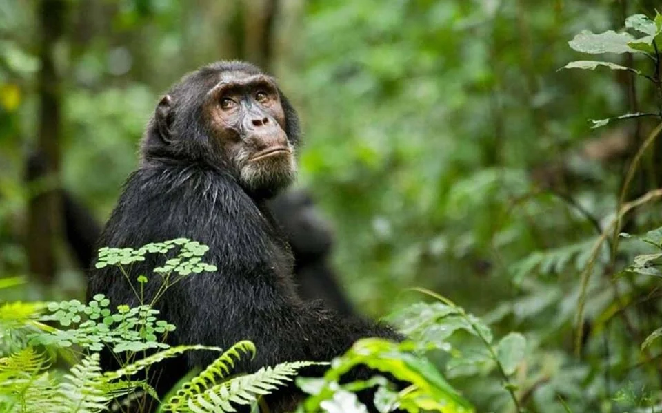 top-wildlife-and-chimpanzee-trekking-spots-in-uganda