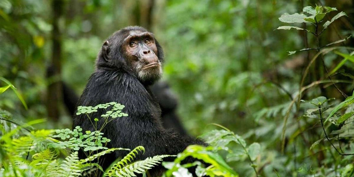top-wildlife-and-chimpanzee-trekking-spots-in-uganda