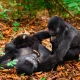 uganda-rwanda-combined-safaris