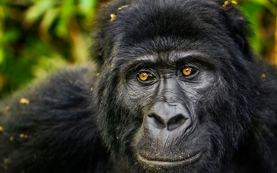 cheap-gorilla-safaris-from-kigali-to-uganda