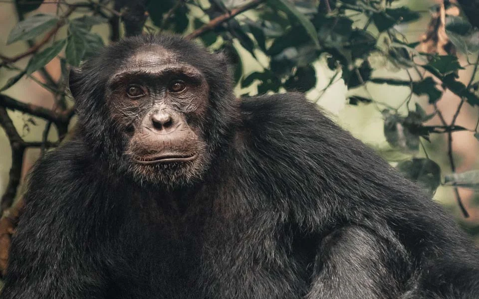 primate-safaris-in-uganda-chimps-gorillas-and-more