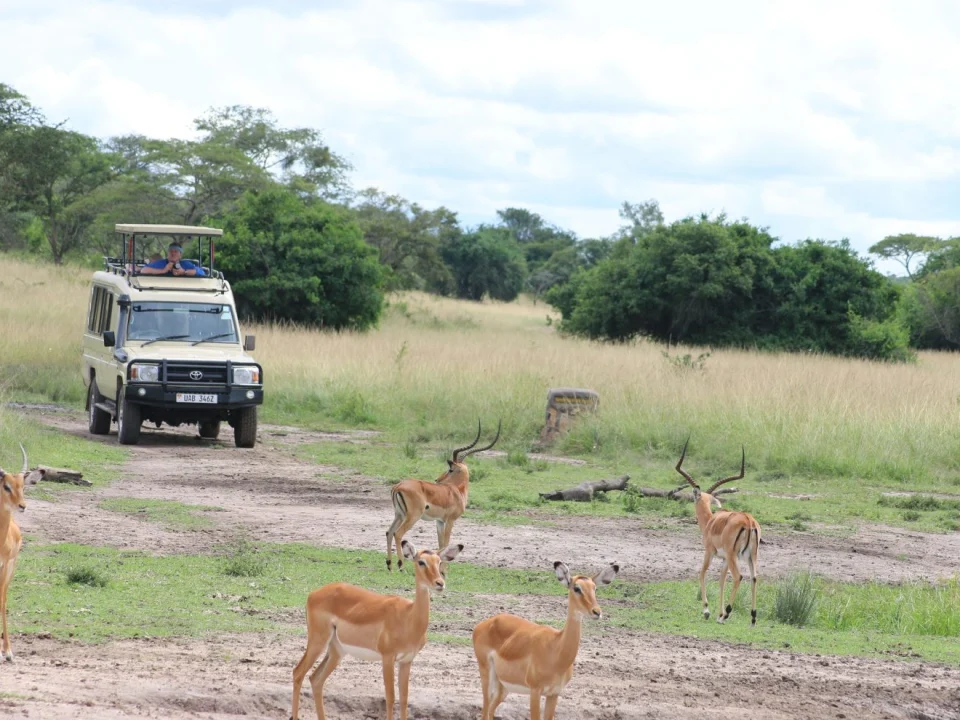 2-day-cheap-safari-to-lake-mburo-national-park