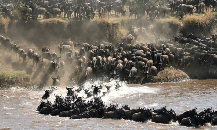 ultimate-wildlife-safari-bwindi-gorillas-mara-river-crossings