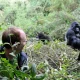 best-short-and-cheap-safaris-in-uganda