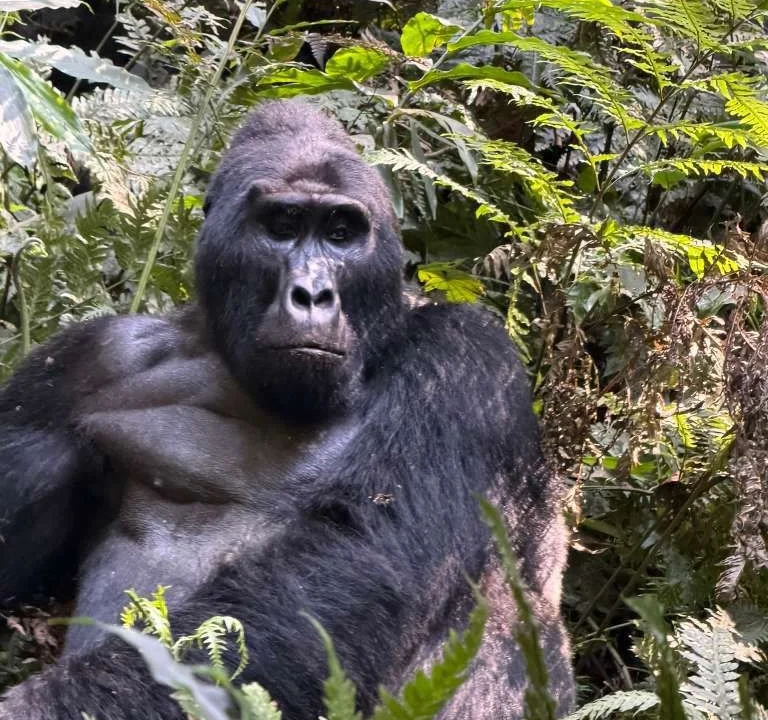 gorilla-trekking-safaris-in-uganda-and-rwanda