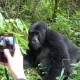 kigali-to-mgahinga-gorilla-national-park-for-short-gorilla-safari