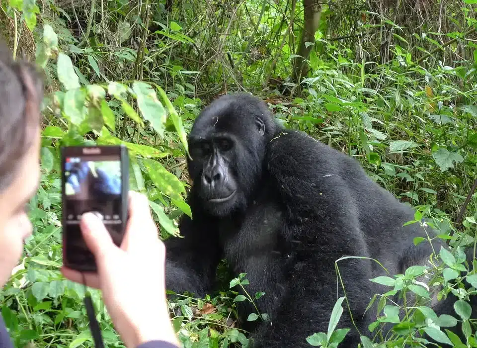 kigali-to-mgahinga-gorilla-national-park-for-short-gorilla-safari