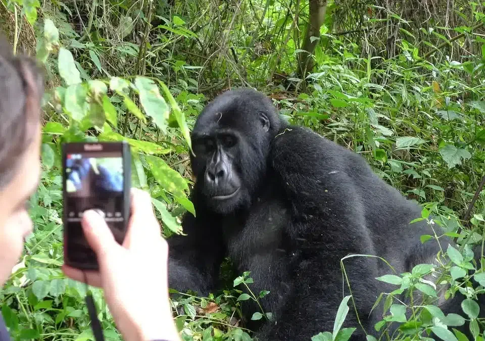 most-cheapest-gorilla-trekking-safaris-in-uganda