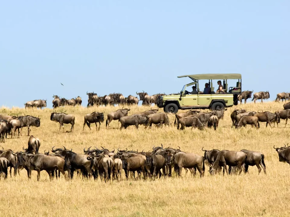 serengeti-vs-maasai-mara-where-to-see-the-best-migration-views